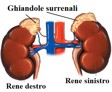 Surrenali 2