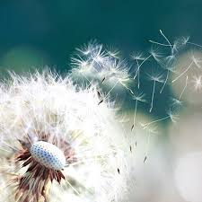 Allergia al polline