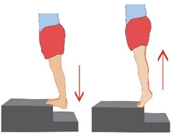 Calf Rise b