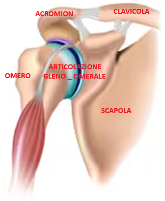 Articolazione Gleno-Omerale