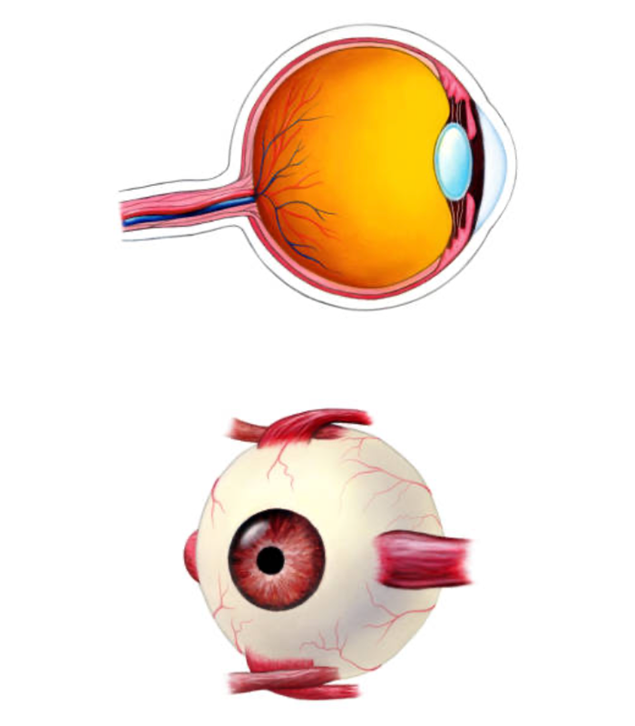 iridologia-01