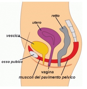 Pavimento pelvico donna
