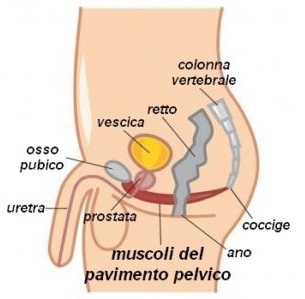 Pavimento pelvico uomo