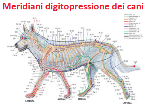 Meridiani Cani
