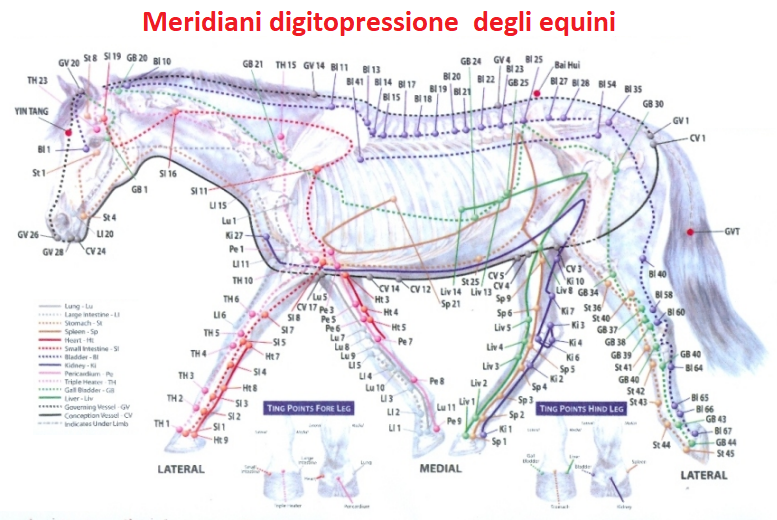 Meridiani equini