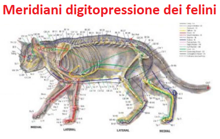 Meridiani felini