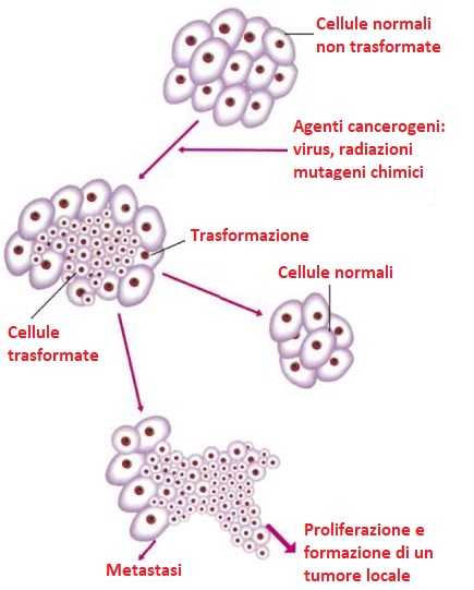 Trasformazione di cellule tumorali